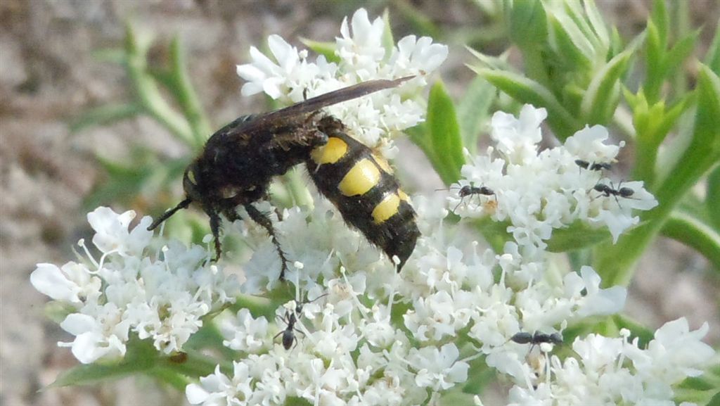 Colpa sexmaculata attaccata da formiche Tapinoma sp.